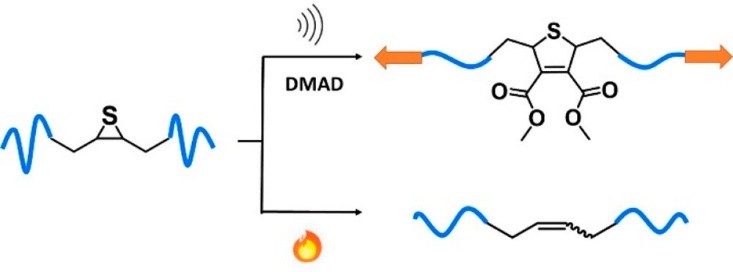 Covalent polymer mechanochemistry uses mechanical force in polymer chains to alter reaction pathways and influence stereoselectivity. This study examines episulfides with alkyl, ester, and phenyl substituents under pulsed ultrasonication. Episulfides with alkyl and phenyl groups undergo C–C bond cleavage, forming reactive intermediates for cis–trans isomerization and cycloaddition, whereas ester-substituted episulfides remain inactive.