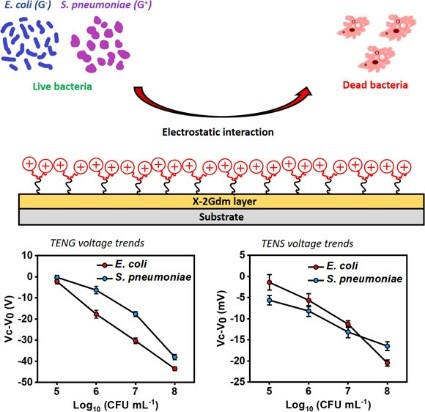 This study presents an antimicrobial poly(norbornene) polymer, 2Gdm, with guanidinium side groups for bacterial detection using triboelectric nanogenerators (TENGs) and nanosensors (TENSs). Bacterial binding alters the polymer’s triboelectric output via electrostatic interactions. The crosslinked form, X-2Gdm, detects E. coli and S. pneumoniae (4×10⁵–4×10⁸ CFU/mL; LOD = 10⁶ CFU/mL). Increased bacterial adsorption reduces surface potential and signal strength, enabling rapid, self-powered bacterial sensing.